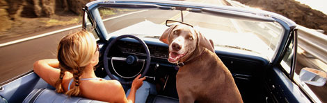 BringFido.com