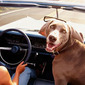 BringFido.com