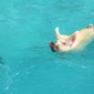 Thumb_exuma-pigs-article-mcgough