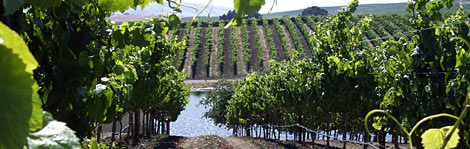 A vineyard in Sonoma