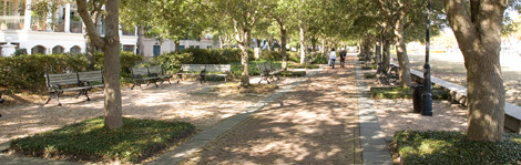A tree-lined road on James Island in Charleston
