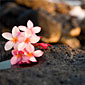 Thumb_hawaii
