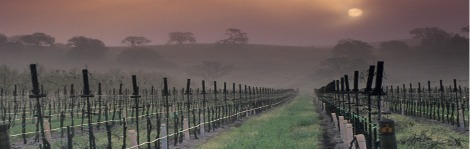 Paso Robles' mantra: Skip all that fancy stuff and just make fine wine