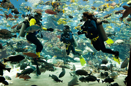 Atlantis, The Palm