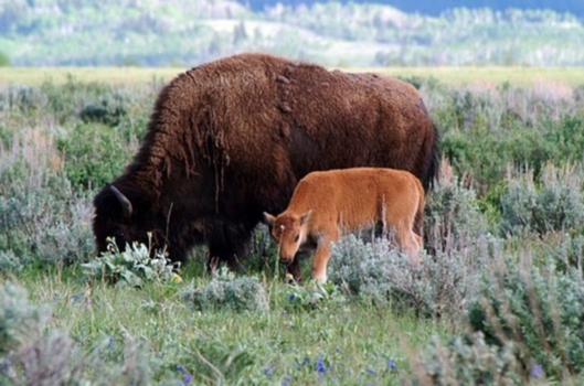 Wyoming Tourism