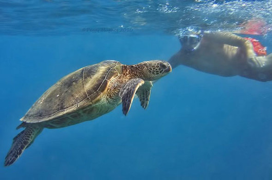 Peggy Hughes