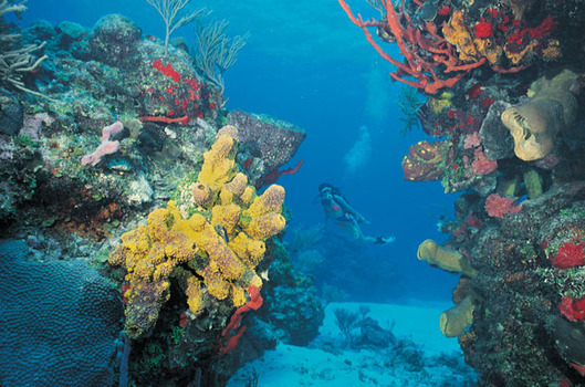 Cancun Convention and Visitors Bureau