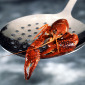 Thumb_lobster1