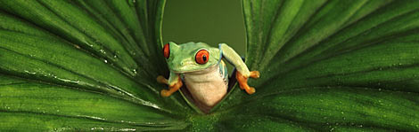 iStock