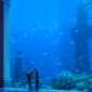 Thumb_hotelaquariums_atlantisthepalm_470x149