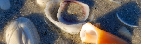 Seashells may be all you share the sand with at these secluded U.S. beaches