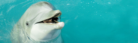 DolphinConnection.com